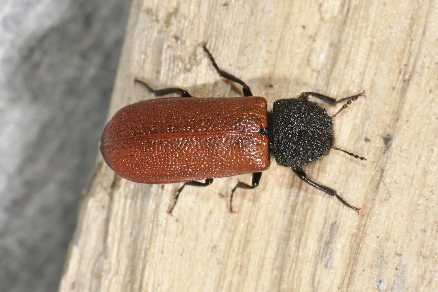 Bostrichidae: Bostrichus capucinus